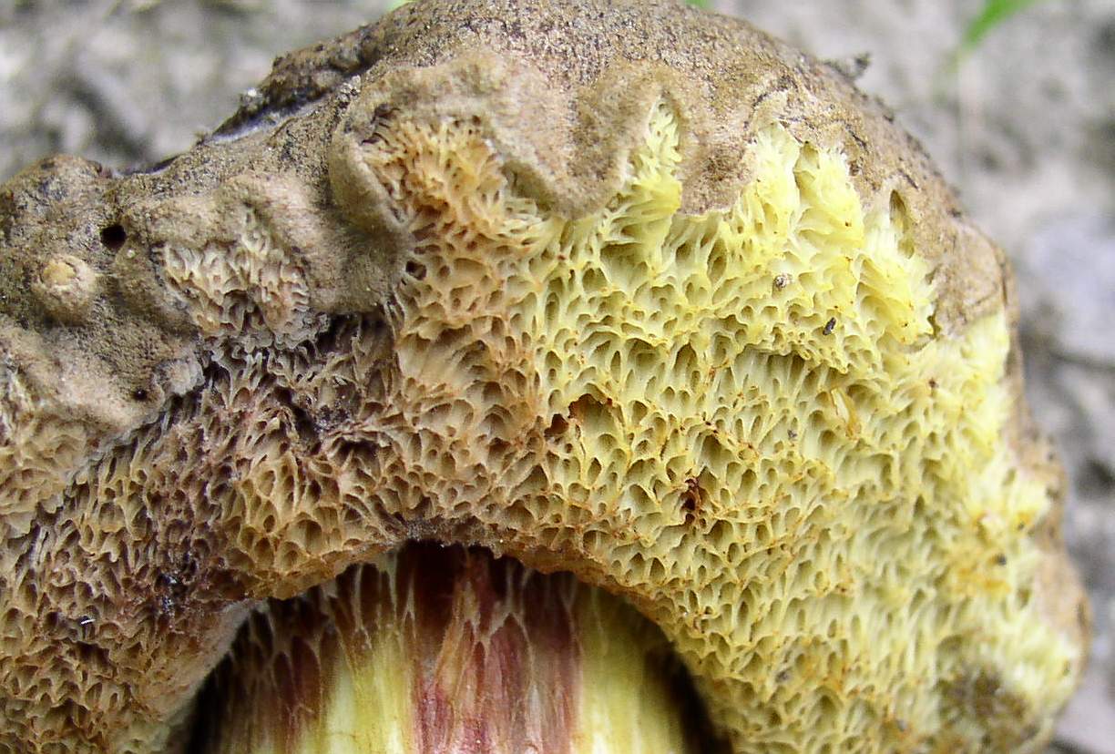 Boleti di giornata  5/10/04